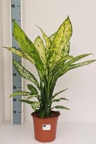 Dieffenbachia Vesuvio