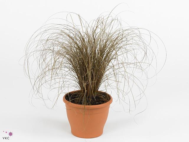 Carex brunnea Jenneke