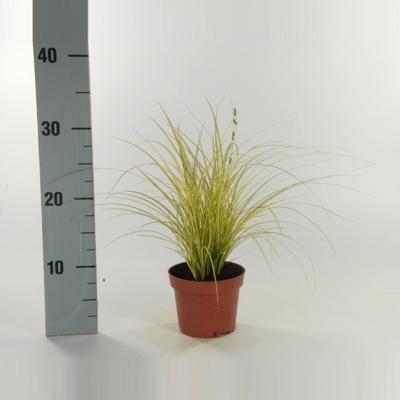 Carex brunnea Jenneke