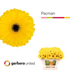 Germini plastic pacman