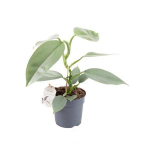 Philodendron Silver Sword