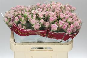 Rosa tr leila