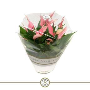 Anthurium andr. Lilli