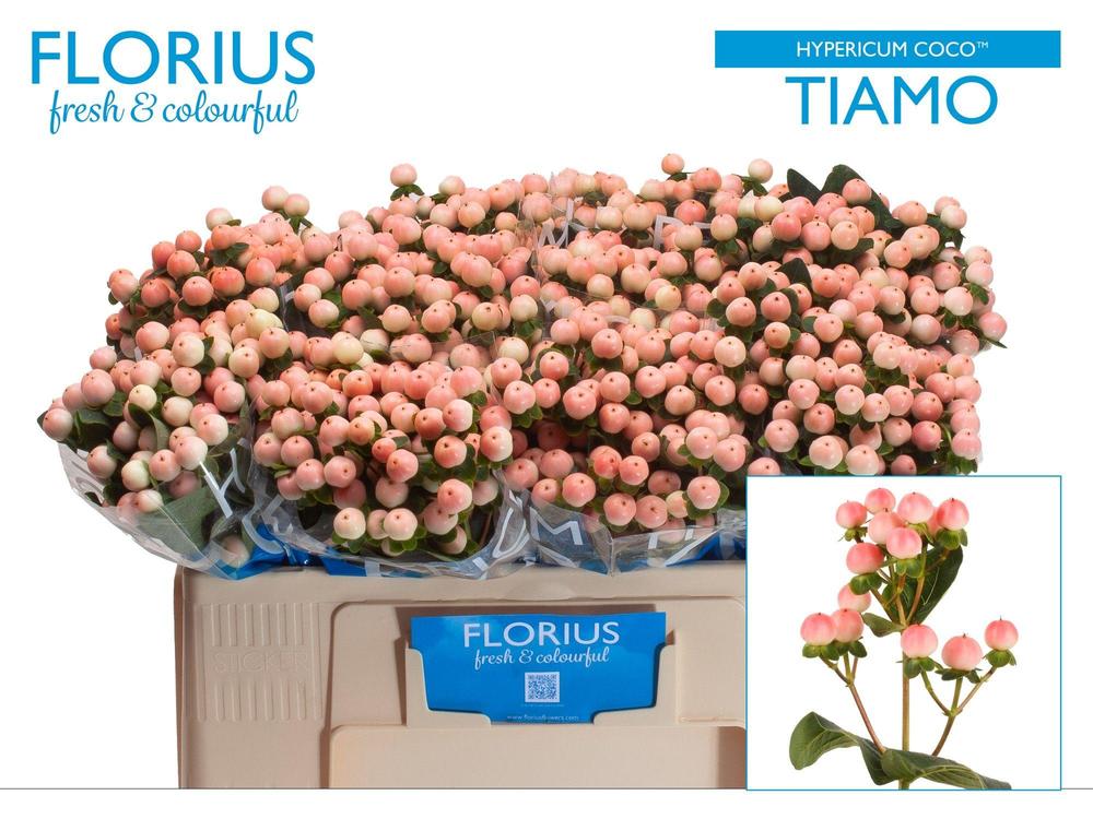 Hypericum coco tiamo