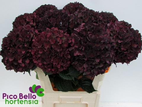 Hydrangea mag ruby red purple classic