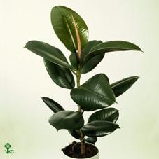Ficus elastica