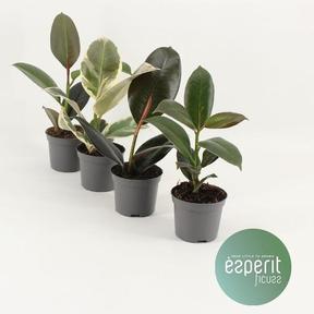 Ficus elastica