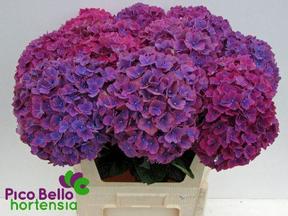 Hydrangea amber