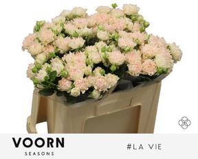 Rosa tr hashtags la vie