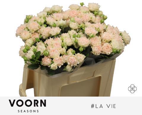 Rosa tr hashtags la vie