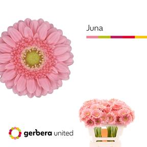 Germini plastic juna