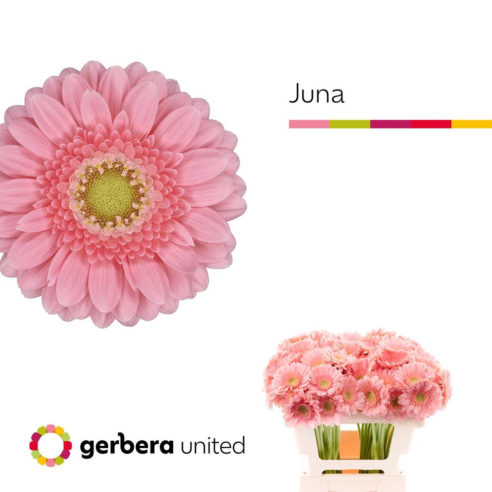 Germini plastic juna