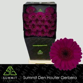 Germini plastic impact