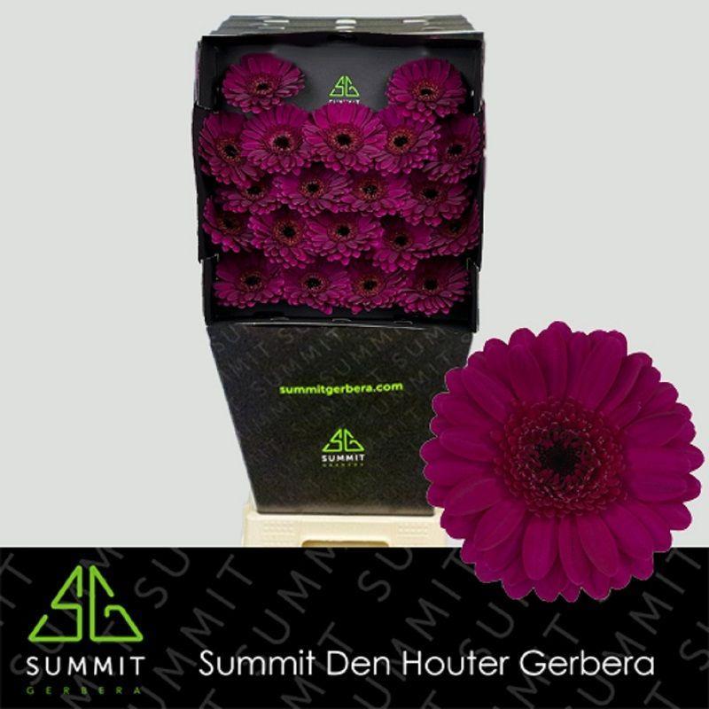 Germini plastic impact
