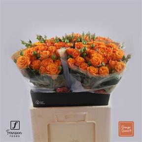 Rosa tr orange queen