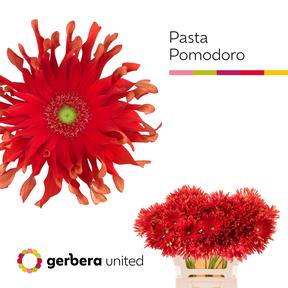 Gerbera diamond pasta pomodoro