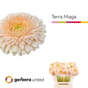 Germini plastic pomponi terra maga