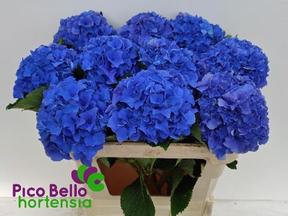 Hydrangea royal parade