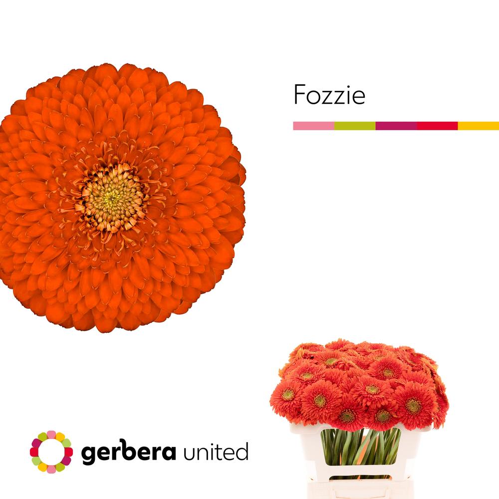 Germini plastic pomponi fozzie