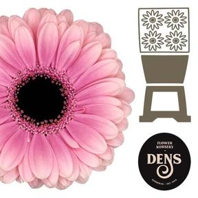 Germini plastic esmee