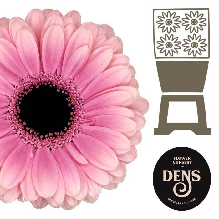 Germini plastic esmee