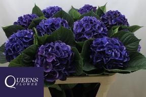 Hydrangea royal king