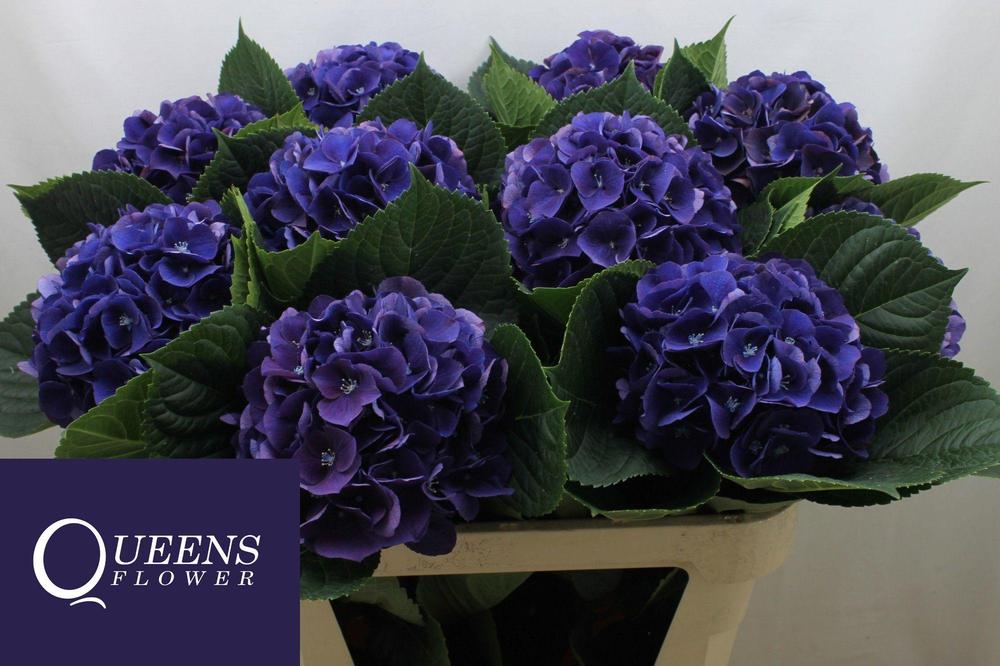 Hydrangea royal king