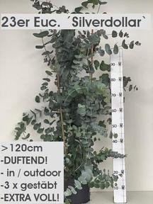 Eucalyptus gunnii