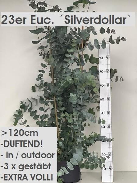 Eucalyptus gunnii