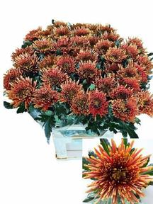 Chrys gp tula copper