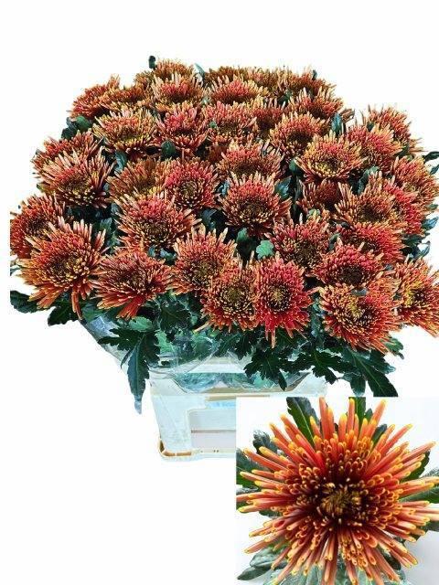 Chrys gp tula copper