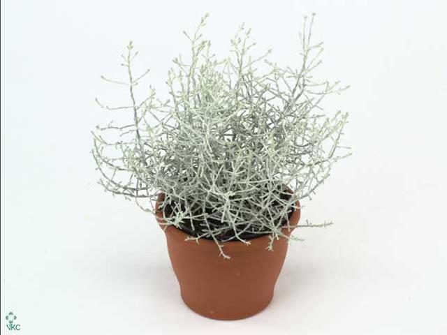 Calocephalus brownii