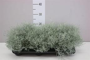 Calocephalus brownii