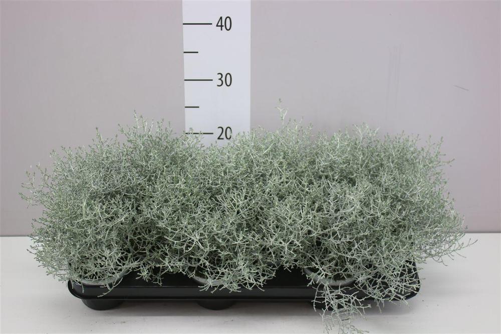 Calocephalus brownii