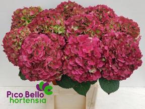 Hydrangea my beautiful vienna classic