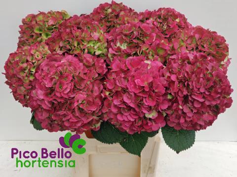 Hydrangea my beautiful vienna classic
