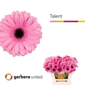 Germini plastic talent