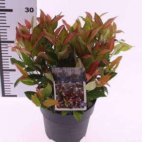 Leucothoe Scarletta Zeblid