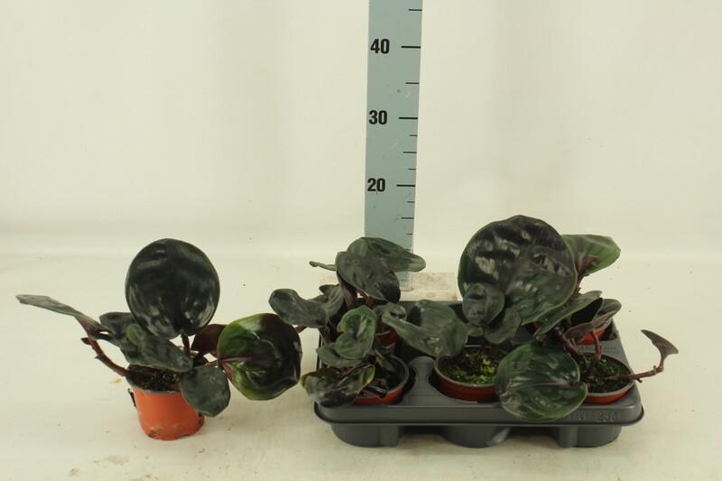 Geogenanthus ciliatus Midnight Pearl