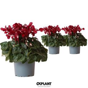 Cyclamen Super Serie Djix