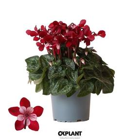 Cyclamen Super Serie Djix