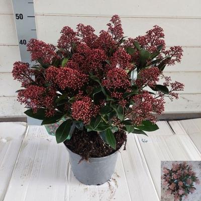 Skimmia jap. Rubella 30+