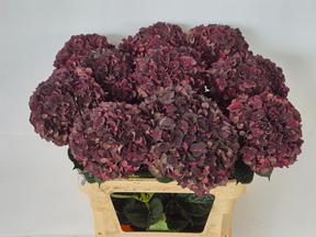 Hydrangea magical dark ruby classic