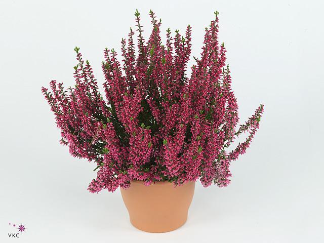 Calluna Fluffy
