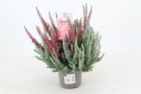 Calluna Fluffy