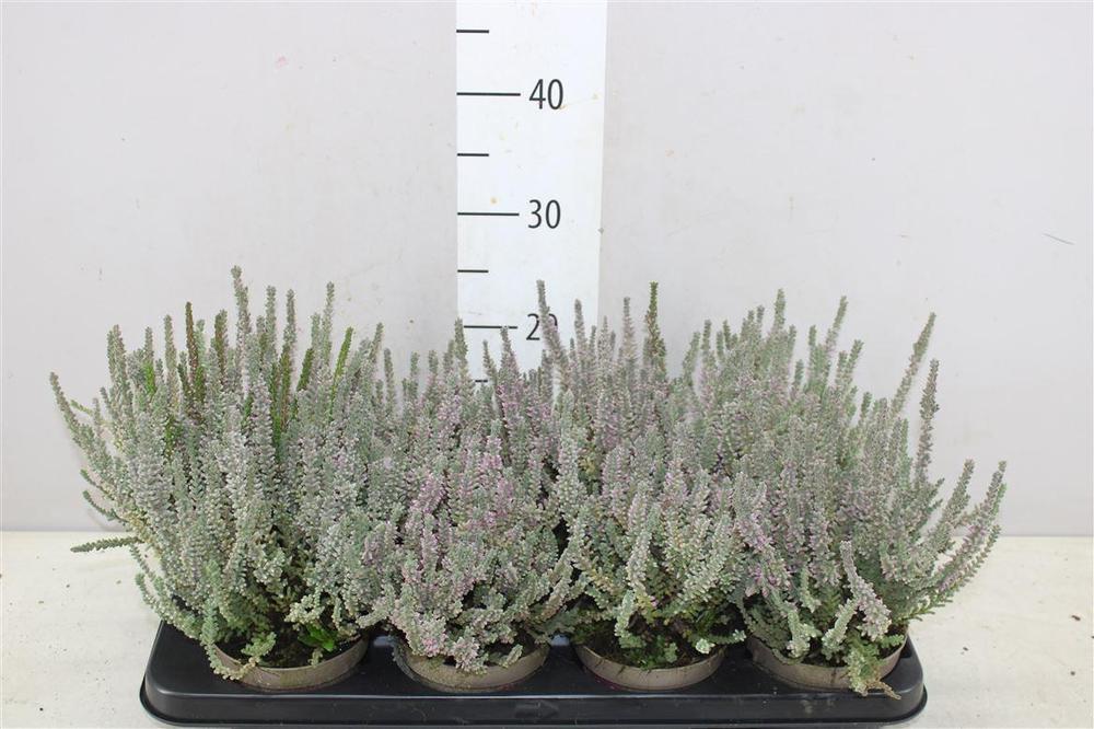 Calluna Fluffy