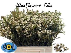 Chamelaucium ella pink