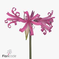 Amarine belladiva anastasia