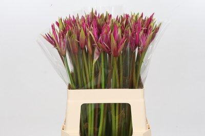 Amarine belladiva anastasia