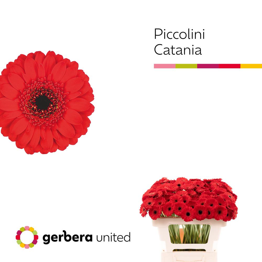 Germini plastic piccolini catania
